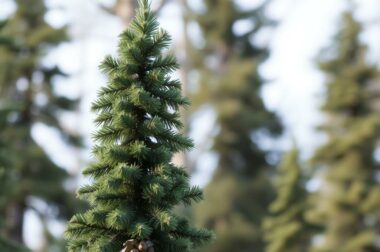 Пихта Нордмана: вечнозелёная красавица для сада и праздничного настроения